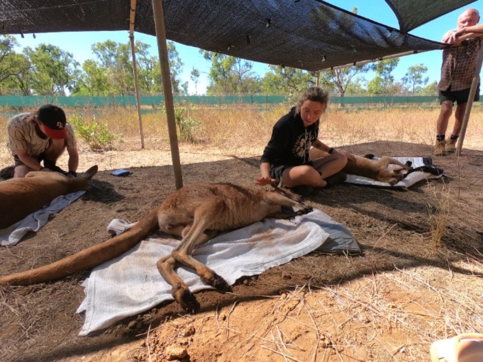 Derby Wildlife team rehabilitating an injured kangaroo