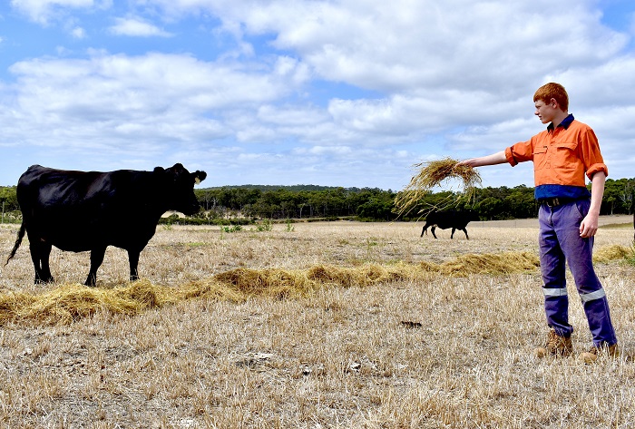 Louis feeding Angus the cow