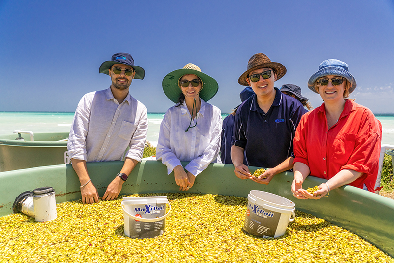 Four smiling volunteers collect seagrass fruit in buckets