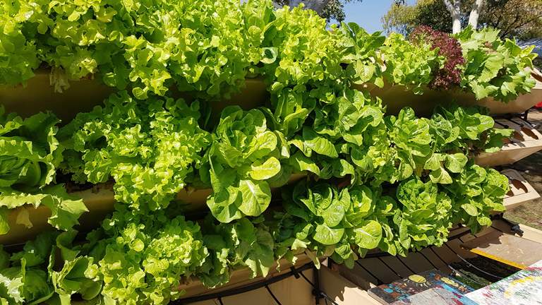 East Kimberley College sustainable hydroponics garden