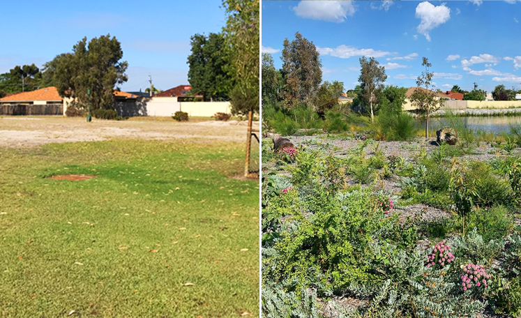 Thriving micro wetland