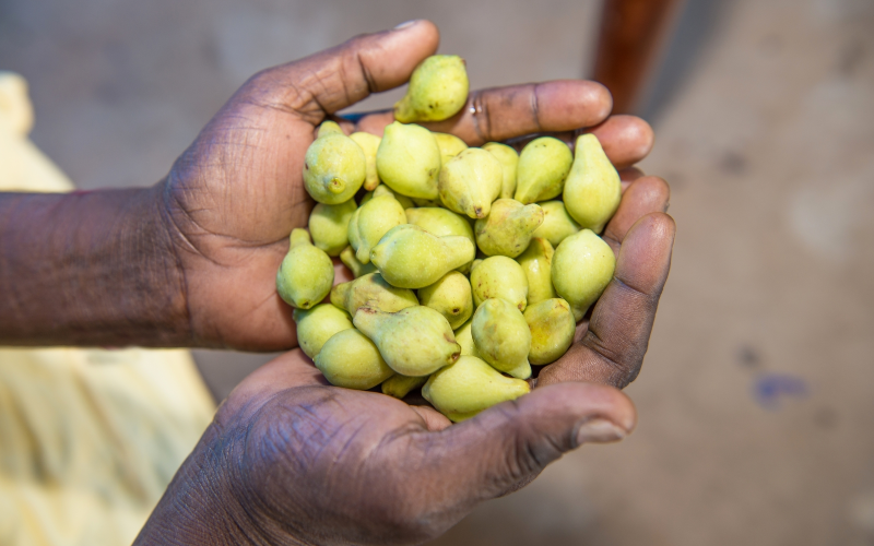 Hands holding Kakadu plums