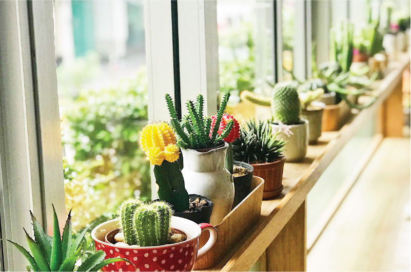Row of houseplants along window sill
