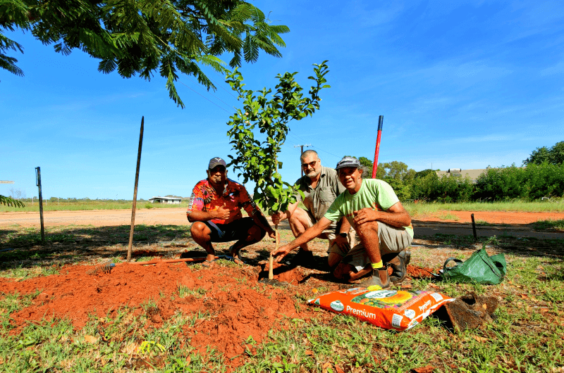 Johnny Darryl and Jermaine planting a citrus tree in Yakanarra