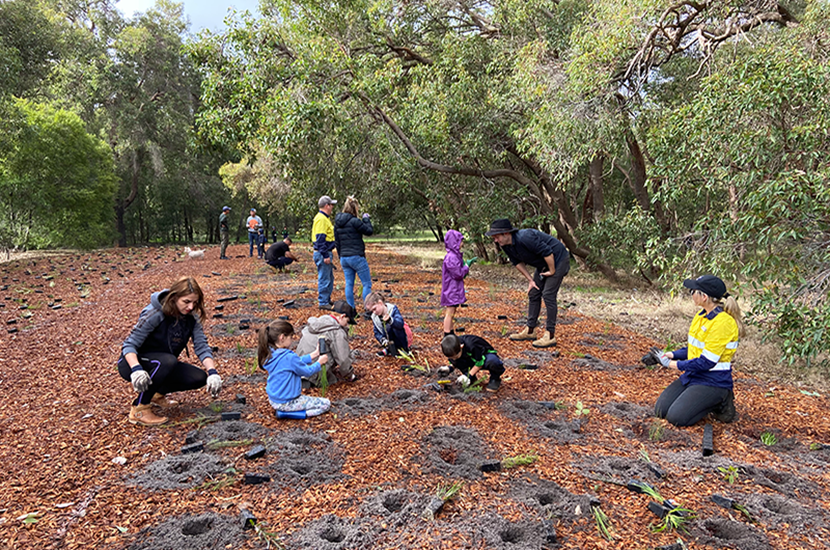 City of Bayswater tree planting