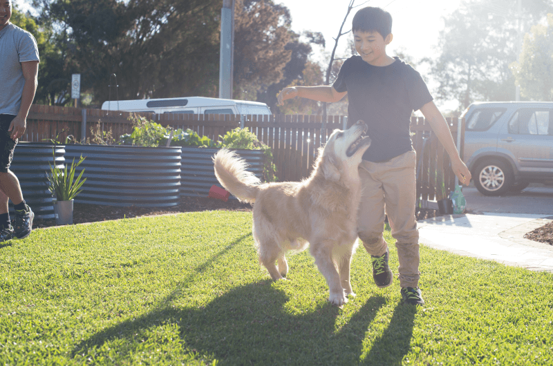 Boy playing with a dog on the lawn