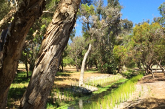 Drainage renewal program