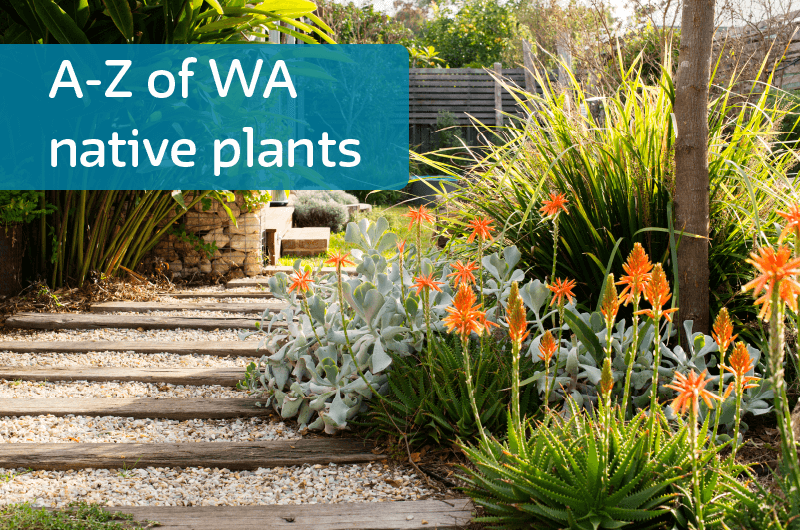 Native plants to suit any waterwise garden