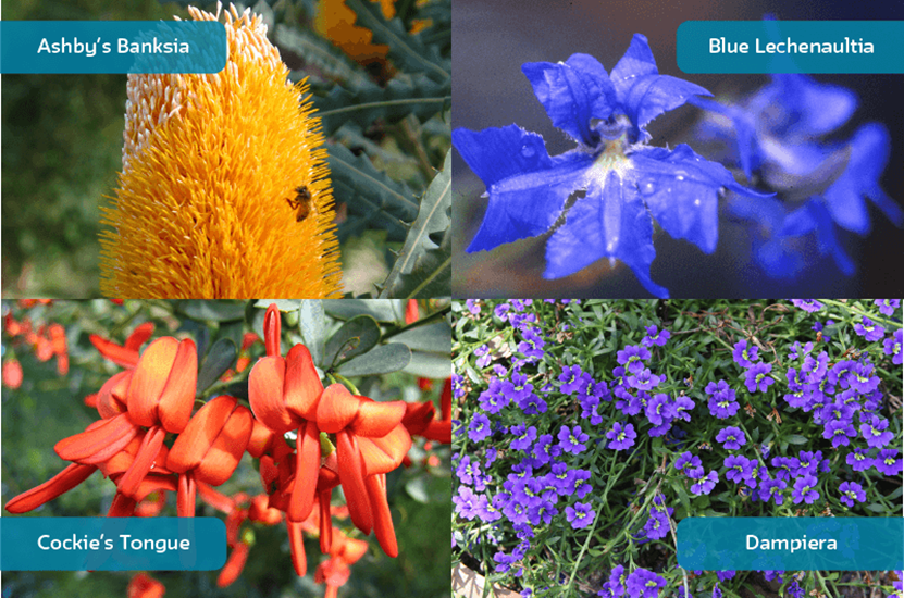 WA native plants clockwise from top left: Ashby’s Banksia, Blue Lechenaultia, Cockies Tongue, Dampiera