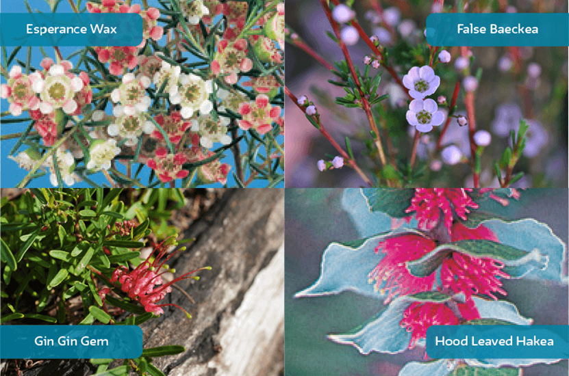 WA native plants clockwise from top left: Esperance Wax, False Baeckea, GinGin Gem, Hood Leaved Hakea