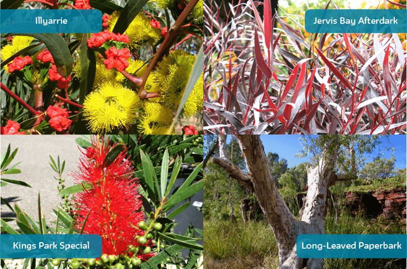 WA native plants clockwise from top left: Illyarrie, Jervis Bay Afterdark, Kings Park Special, Long-Leaved Paperbark