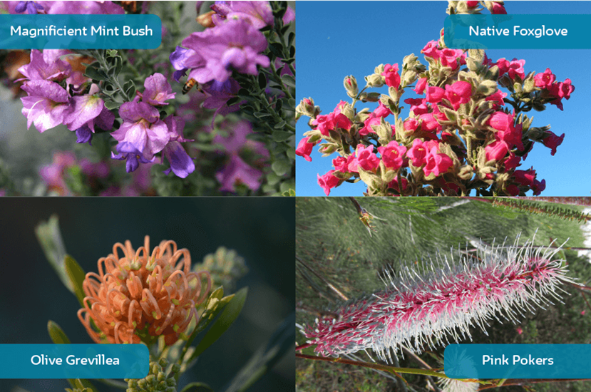 WA native plants clockwise from top left: Magnificent Mint Bush, Native Foxglove, Olive Grevillea, Pink Pokers