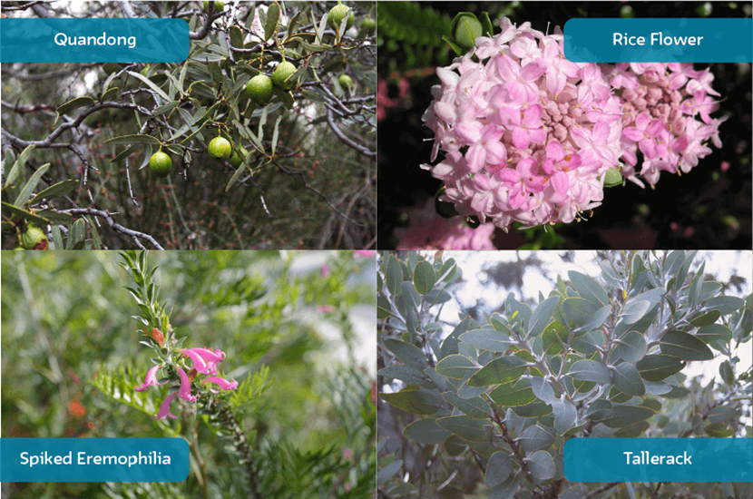 WA native plants clockwise from top left: Quandong, Robin Redbreast Bush, Spiked Eremophila, Tallerack
