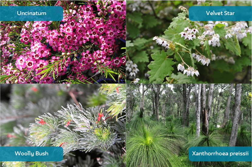 WA native plants clockwise from top left: Uncinatum (Geraldton Wax), Velvet Star, Woolly Bush, Xanthorrhoea preissii (Grasstree)