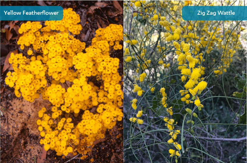 WA native plants clockwise from top left: Yellow Featherflower, Zig Zag Wattle