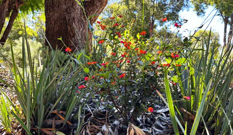 Shire of Murray waterwise plants