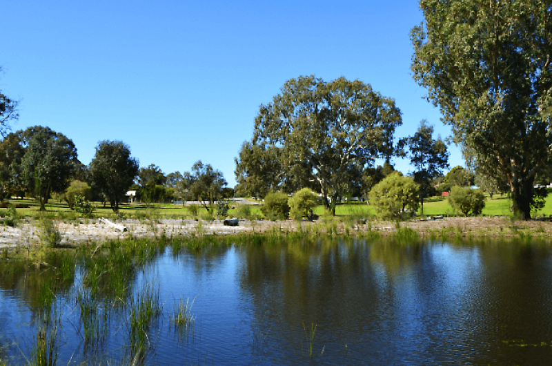 The new thriving micro wetland at Mary Crescent Reserve