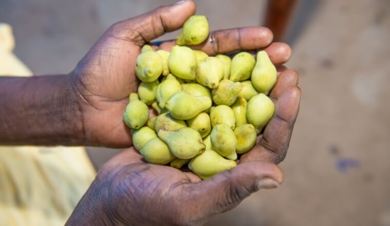 A handful of Kakadu plums