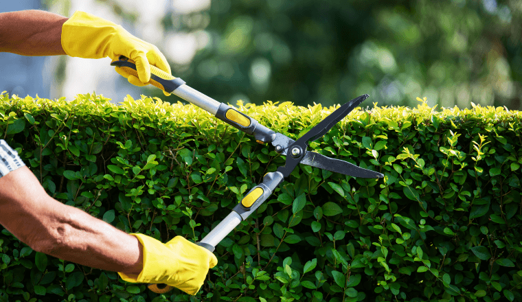 Trimming a hedge