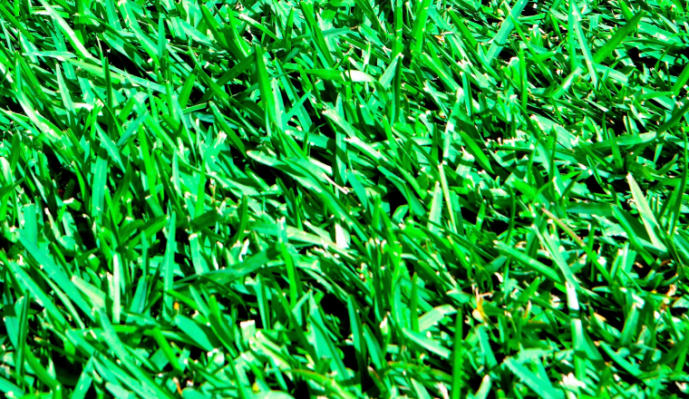 Buffalo grass