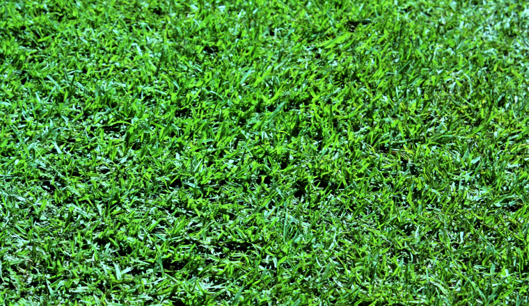 Kikuyu grass