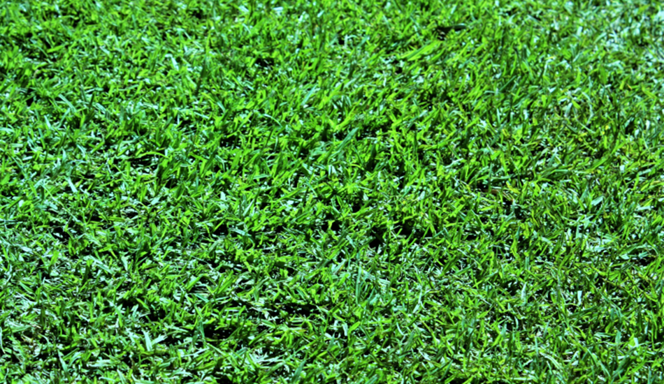 Kikuyu grass