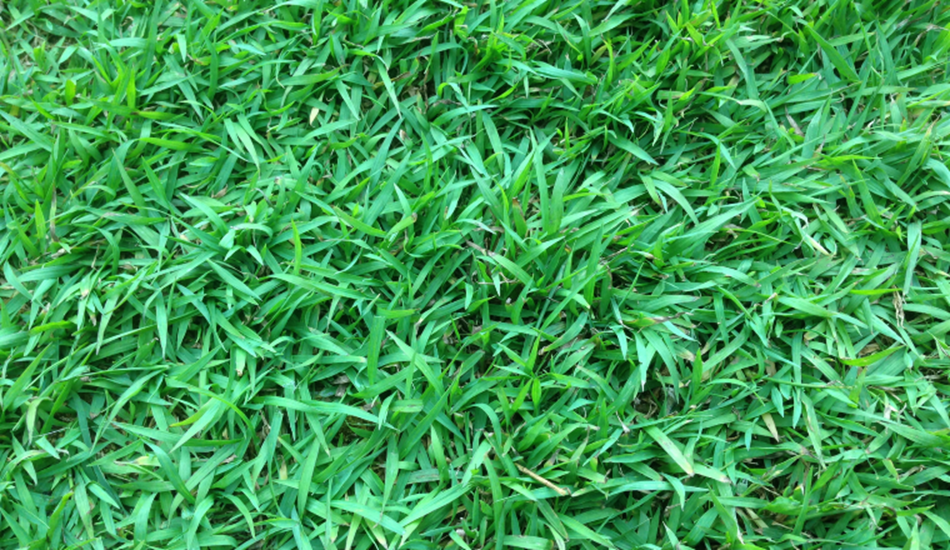Queensland Blue grass