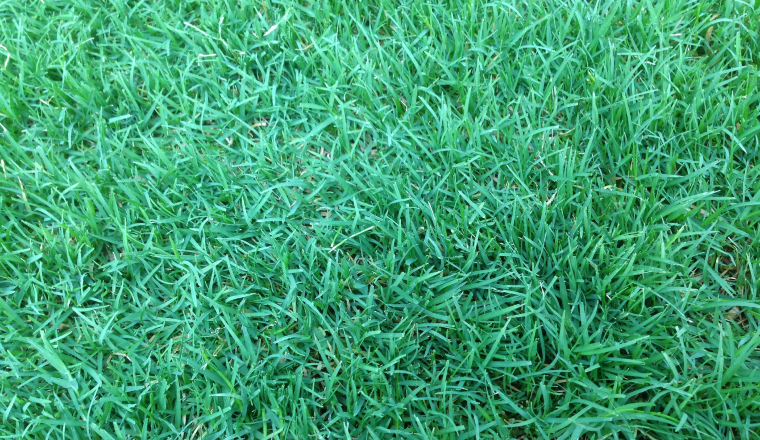 Couch grass