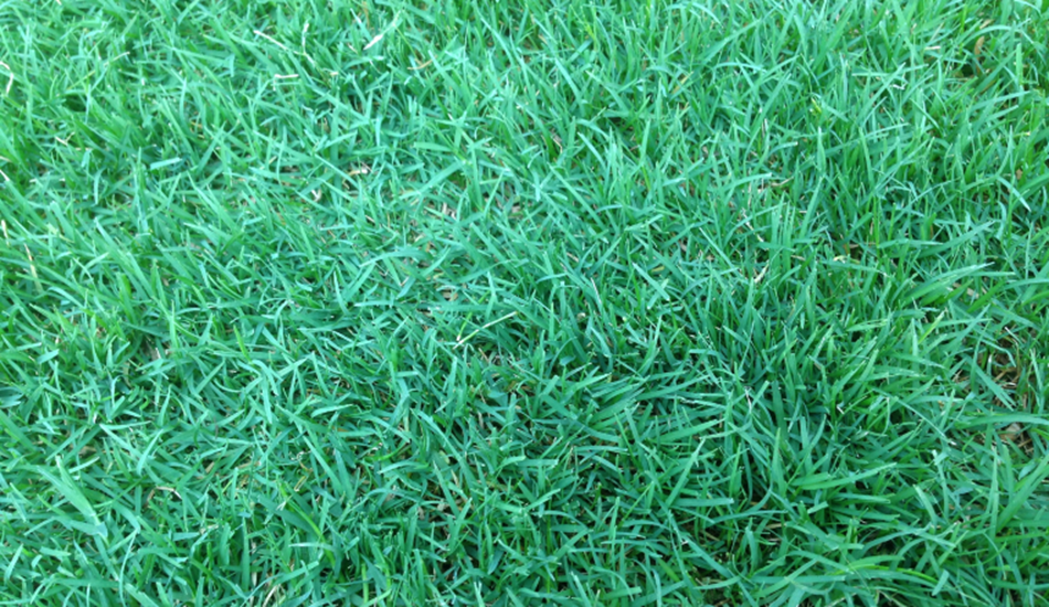 Couch grass