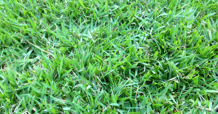 Zoysia grass