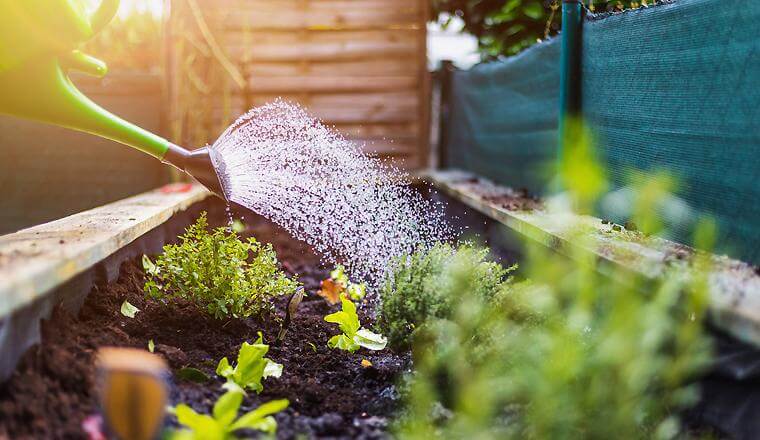 Water flowing out of a watering can onto a garden bed