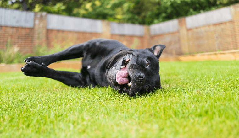 Happy dog lying on lawn
