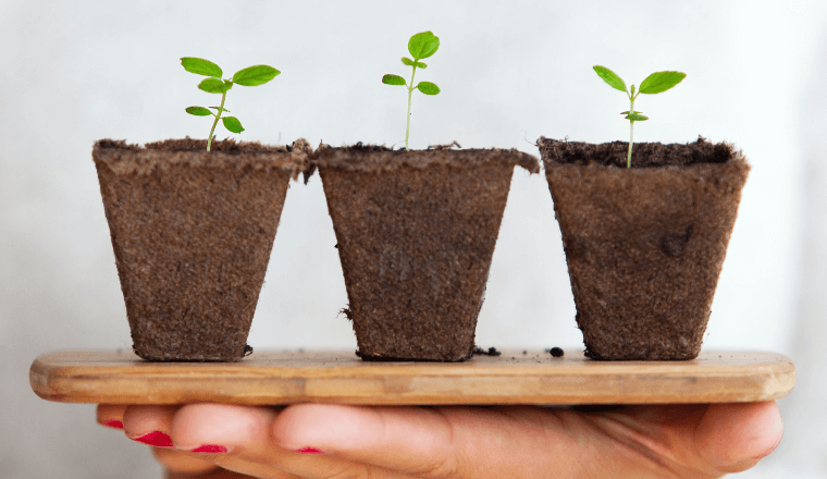 Woman holding three seedlings in the palm of her hand