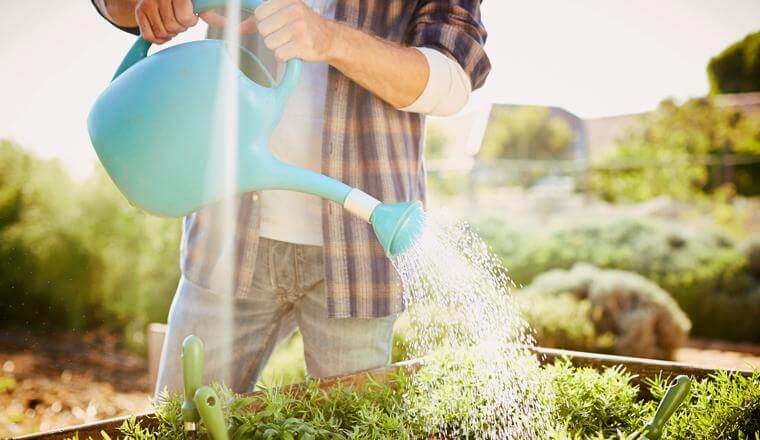 Man watering a garden with a watering can