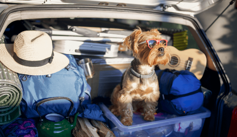Dog sitting in car boot full of camping gear