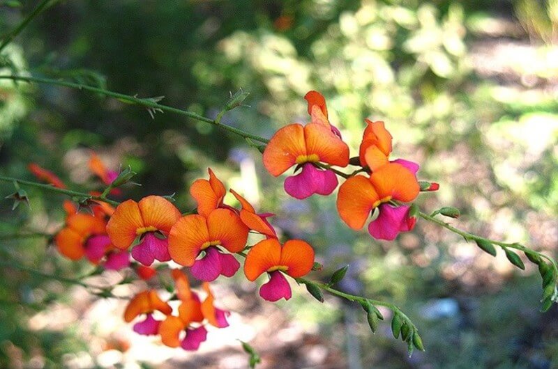 Coral Pea plant