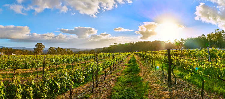 Winery in Margaret River at sunrise