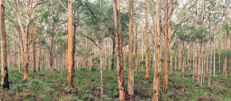 Boranup forest - Karri trees