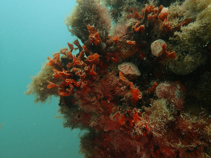 Underwater footage from Perth Seawater Desalination Plant showing red coral