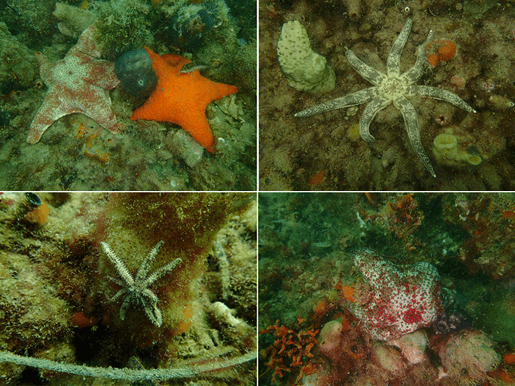 Underwater footage from Perth Seawater Desalination Plant showing 4 different sea stars