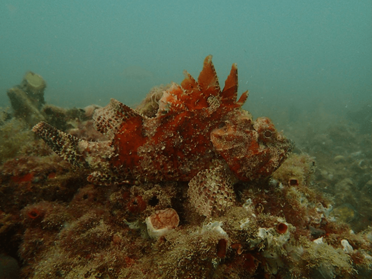 Underwater footage from Perth Seawater Desalination Plant showing a stonefish