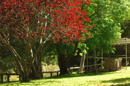 Parkland at Mundaring Weir