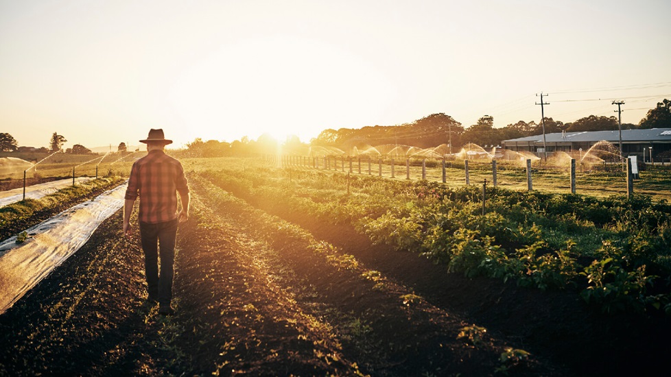 Male walking through a farm with the sun shining