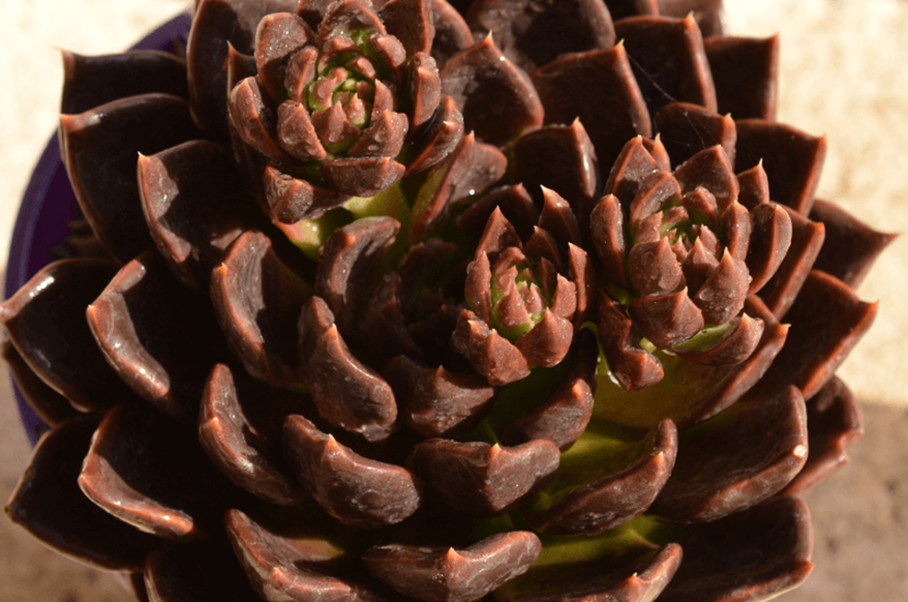 Echeveria