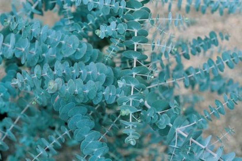 Eucalyptus pulverulenta