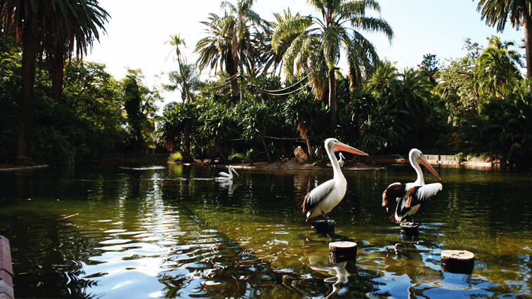 Perth Zoo Mainlake Pelican habitat