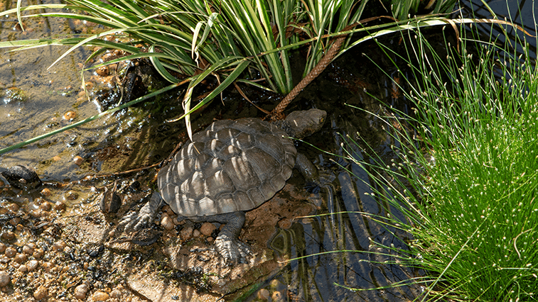 Western Swamp Tortoise pond at the Perth Zoo.