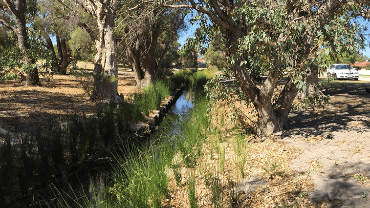 Photo of Lambertia Creek Living Stream 2019