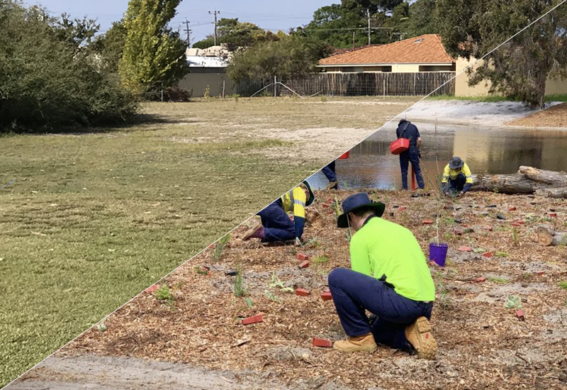 Peters Place Reserve has been transformed into a thriving micro wetland with improved stormwater drainage and capacity, thanks to the City of Bayswater.
