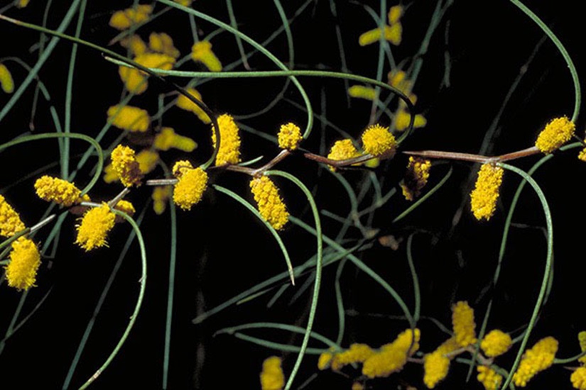 Acacia merinthophora